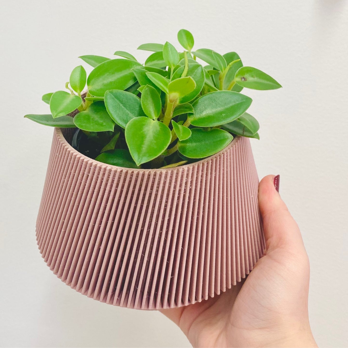 Peperomia Pixie