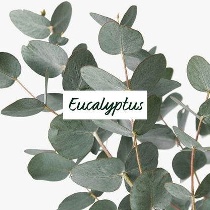 Exfoliant Corporel - Eucalyptus