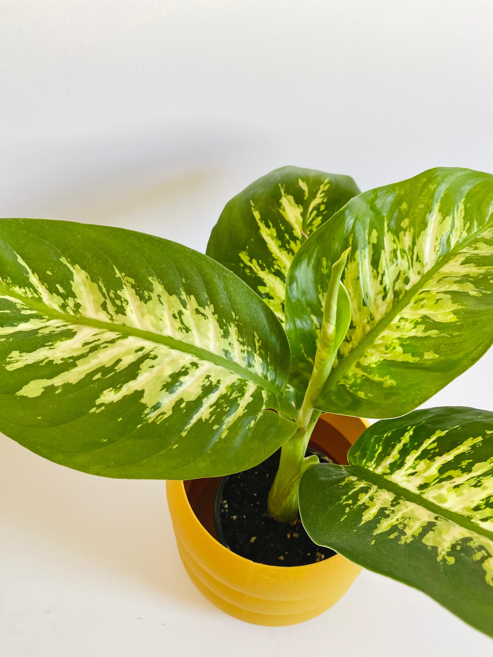 Dieffenbachia Tropic Snow