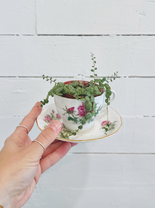 Peperomia Prostrata - String Of Turtle