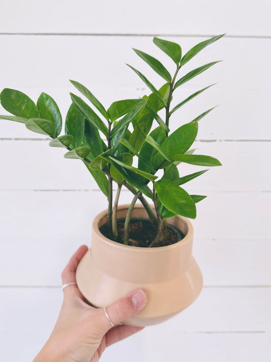 Zamioculas Zamiifolia